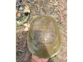 甲鱼价格（中华鳖的价格？）