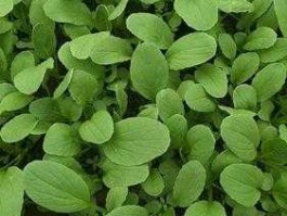 600003？九百亩有多大？