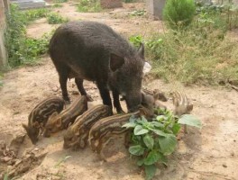 圈野猪股市（野猪市场）