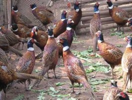 野山鸡养殖 1只山鸡怎么养？