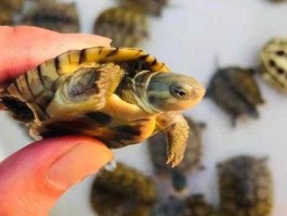 金钱龟苗价格 大头龟龟苗价格多少钱？