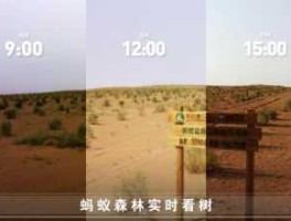 蚂蚁森林周年庆，蚂蚁森林时间表2021种树？