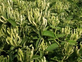 金银花价格？山东平阴收金银花什么价？