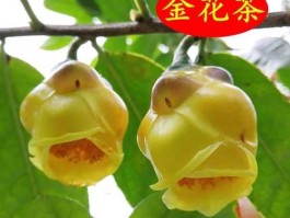 金花茶价格 食用油金茶花单价？