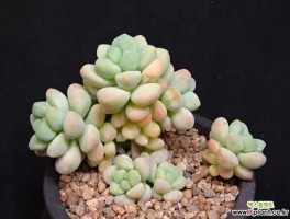 天使之泪，天使之泪翩翩为什么不播了？