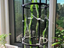 火龙果盆栽，火龙果小盆栽怎么种植？