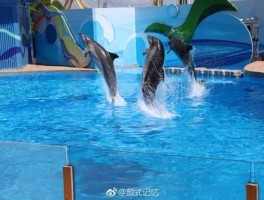 香港海滩发现海豚 怀有小海豚，香港的海洋公园的特点介绍？