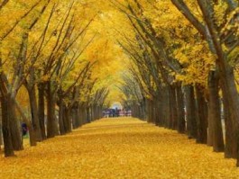 银杏的价格 我要卖一颗银杏树，网上的价格都是几公分几公分的，说的是直径还是周长啊？