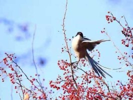 报 喜 鸟，为什么喜鹊是报丧之鸟？