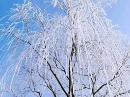 吹哔哔，春风下雪哔哩哒是什么歌？