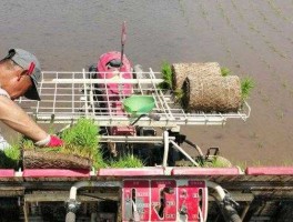 水稻育苗技术 水稻机插秧育秧的技术要点？