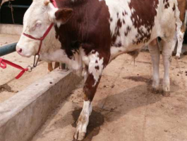 西门塔尔牛的价格（西门塔尔牛效益如何，适合湖南养殖吗？）