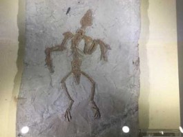 始祖鸟化石（始祖鸟如何鉴定真伪？）