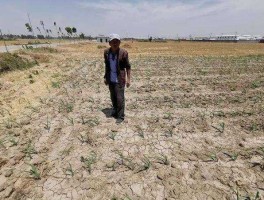 股票600075？河南为什么干旱？