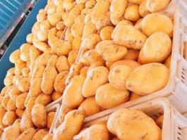 土豆上市（11月份上市的菜？）