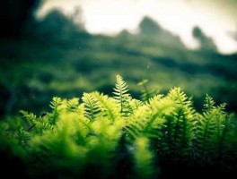 漠然吧（漠然浅笑是什么意思？）