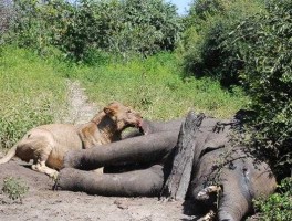 动物世界狮子吃大象 老虎狮子吃大象吗？