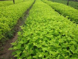 苗木行情（绿化苗木行情什么时候能回暖？）