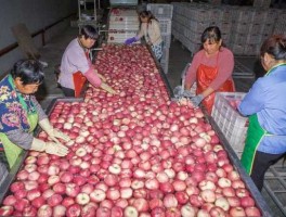 华荣（华荣果业公司的苹果加工模式是啥？）