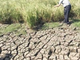 600075股票（河南为什么干旱？）