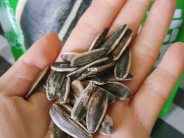 一元钱一包的瓜子很容易中奖(一块钱一袋的瓜子叫什么)