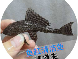 清道夫鱼价格，鱼缸里清理垃圾的垃圾鱼多少钱一条啊？