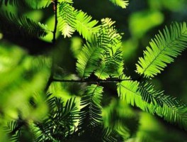 新先锋白菜论坛 绿叶先锋适用哪些植物？