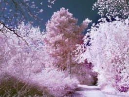 中国股市孬种（播放一下中国股市）