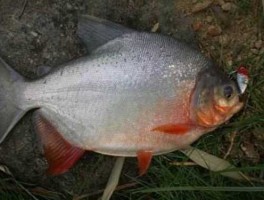 淡水观赏鱼的种类 淡水鲳鱼的种类和区别？