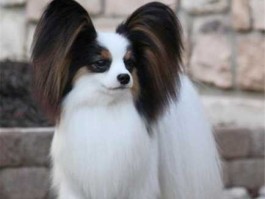 蝴蝶犬价格 杂交狗多少钱一只？