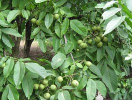 8518 8518核桃亩产量大概是多少？