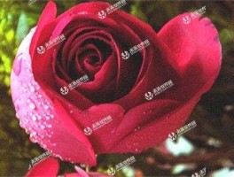 张豪（主角是尚飞宋薇的小说？）