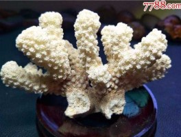 白珊瑚 白珊瑚1000年可以长多少厘米？