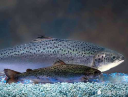 挪威三文鱼罪恶养殖 三文鱼是养殖的吗？