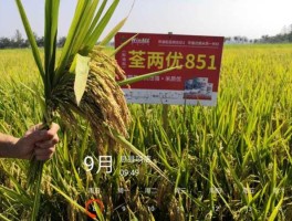 荃银高科，荃银高科玉米种最好的2个品种？