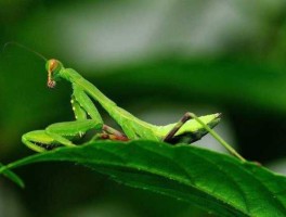 膛螂，螳螂口令码是什么？