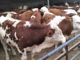 西门塔尔牛价格，哪里的西门塔尔牛便宜？