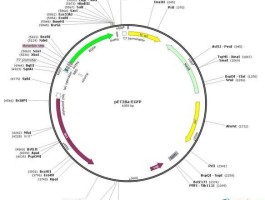 snap（snapgene质粒怎么插入目的基因？）
