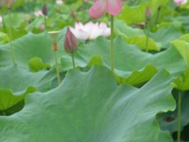 莲池，莲池花语是什么意思？