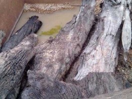 乌木价值？100斤乌木价格？