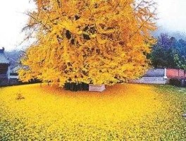 银杏树报价 陕西省今年银杏树价格？