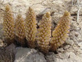 肉苁蓉价格（2023年肉苁蓉行情？）