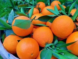 脐橙价格（今年橙子为什么这么贵？）