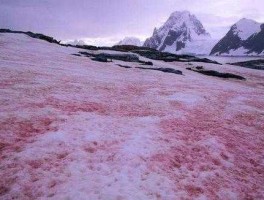 阿尔卑斯山出现粉色冰川，阿尔卑斯的秘密是什么？