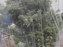 b鸟论坛 防鸟网能抓住鸟吗？