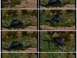 股市屎壳郎（屎壳郎视频介绍）