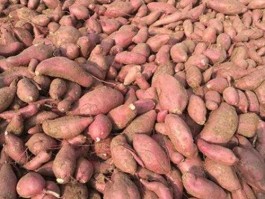 红薯价格（红薯批发2毛一斤？）