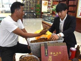 股市以外虫草交易（虫草回购）