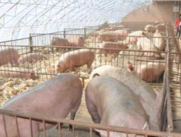 养猪大棚多少钱，建一个能养300头猪的猪棚要花费多少资金？