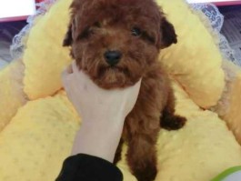 重庆宠物论坛 重庆什么地方有卖宠物狗的，比较密集而且便宜的？谢谢？